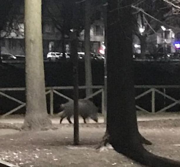 Cinghiale avvistato lungo il Po a Torino: l’animale a caccia di cibo in corso Casale