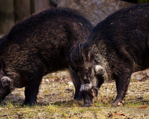 Allarme cinghiali e caprioli: Cumiana chiede battute di caccia selettive