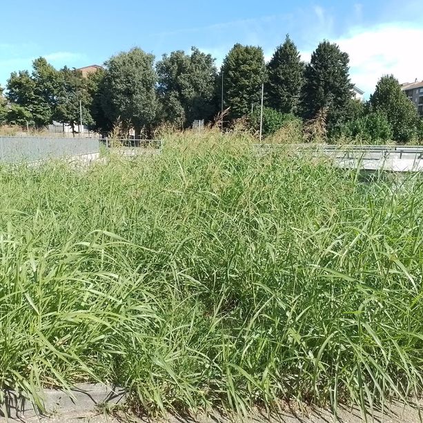 Mirafiori come nella jungla, in piazza Santa Apostoli l'erba alta arriva al metro e mezzo [FOTO]