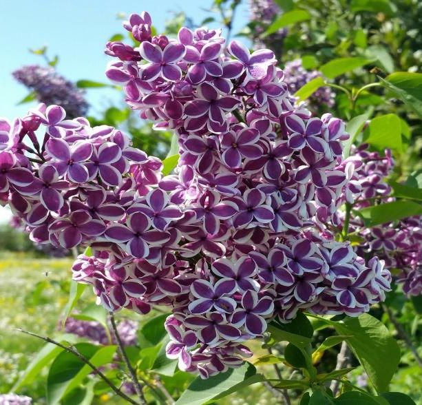 A Vigone la convivialità riparte con i fiori e la natura