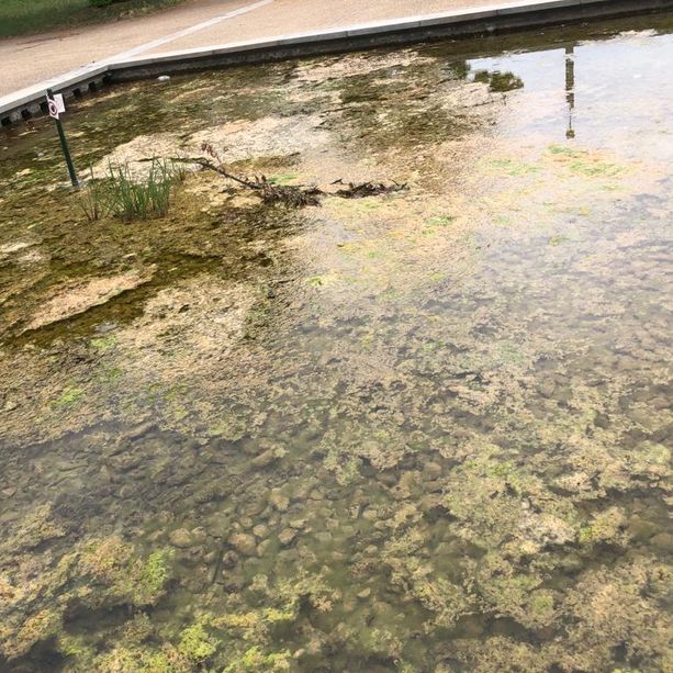 Rifiuti, alghe e sporcizia: la triste estate (calda) delle fontane di piazza d'Armi (e la beffa del cartello) [FOTO]