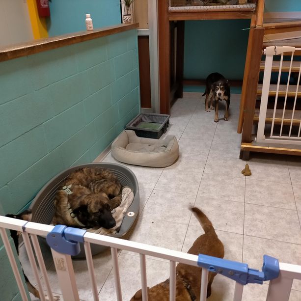L'asilo &quot;dei cani&quot; era senza autorizzazioni: sgomberati i locali di un'associazione in via Benevento