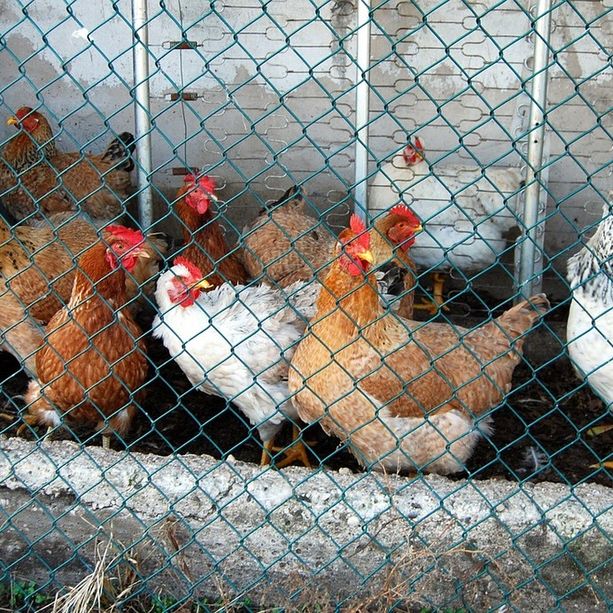 A Chivasso focolaio di aviaria in un allegamento di polli