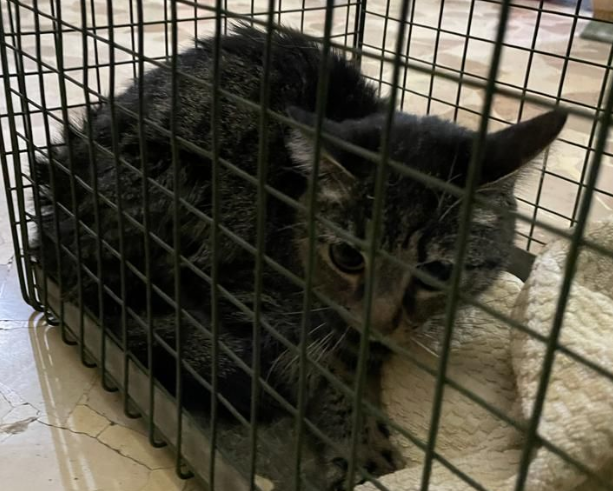 Il suo padrone muore e lui rimane solo in casa per un mese: la polizia municipale salva un gattino a Borgo Dora