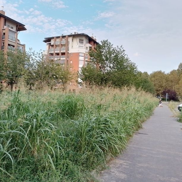 A Mirafiori Sud l'area verde di via Geymonat assomiglia ad una giungla [FOTO]