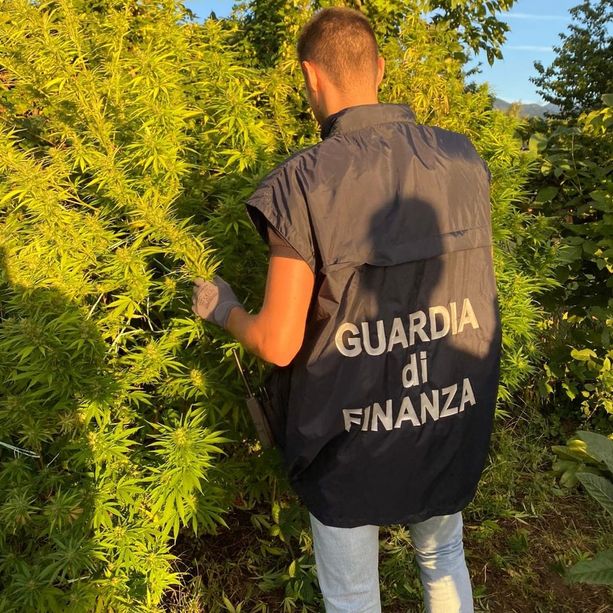 La pubblicità è l'anima dell'arresto: uomo di Cuorgnè in manette, promuoveva sul Web la marijuana coltivata in giardino [FOTO]