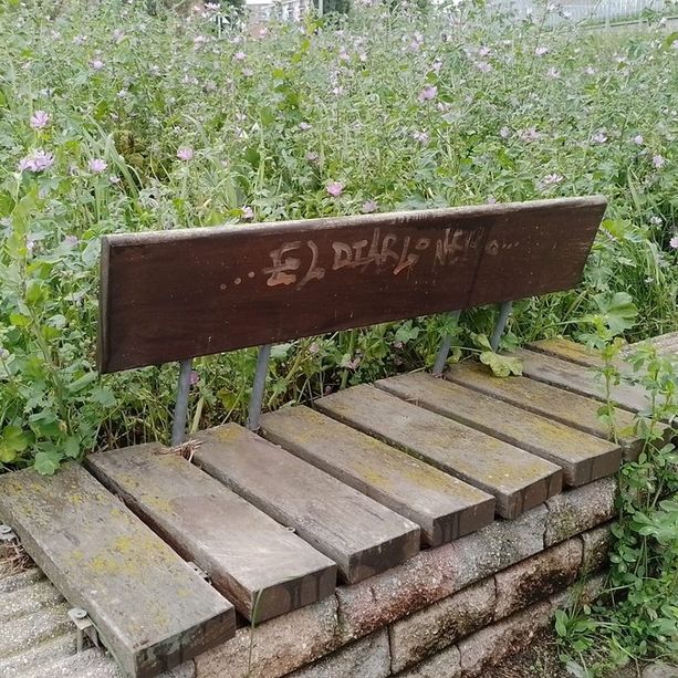 A Torino erba alta nei giardini, il Pd &quot;striglia&quot; la giunta Lo Russo: &quot;Sul verde cambio di passo: servono più risorse&quot;