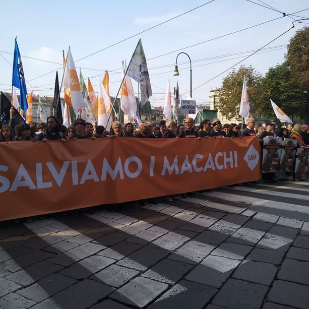 Stop alla sperimentazione sui macachi, l'Università si ribella: &quot;A rischio la libertà di ricerca&quot;
