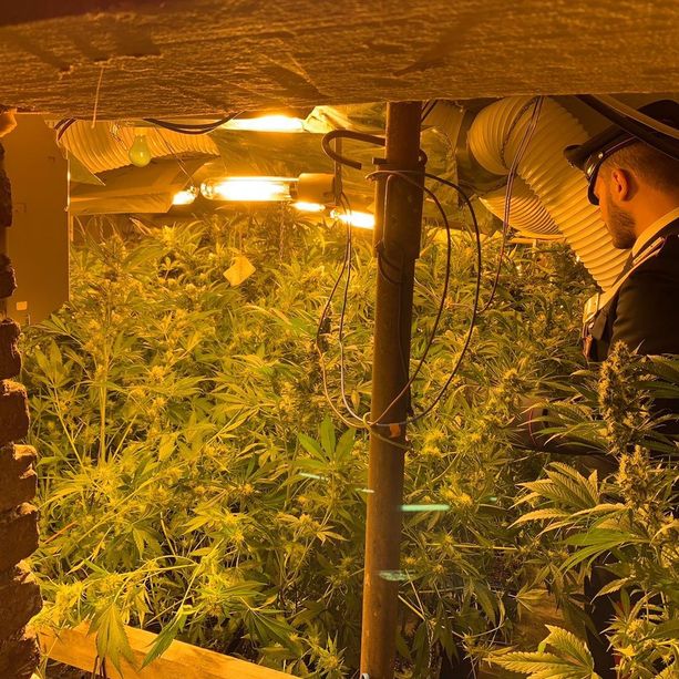 Torino, custode di elementare gestiva laboratorio di marijuana vicino alla scuola