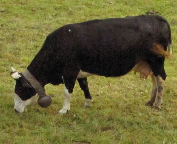 San Germano Chisone in festa tra bestiame e solidarietà