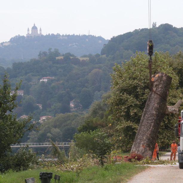 Abbattuto il platano secolare lungo il Po: &quot;Scelta dolorosa, ma necessaria&quot; [FOTO E VIDEO]