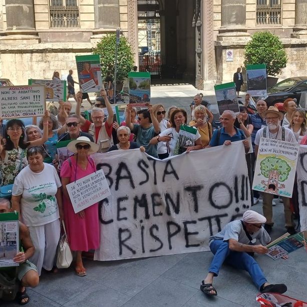 Il caso degli alberi di corso Belgio arriva in tribunale: l'udienza sarà il 13 settembre