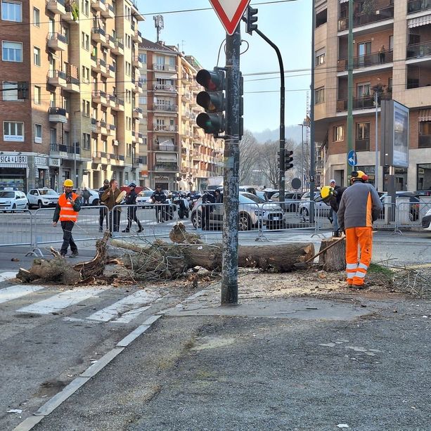 Corso Belgio, non si fermano abbattimenti e potature degli alberi. Deviate le linee Gtt [FOTO]