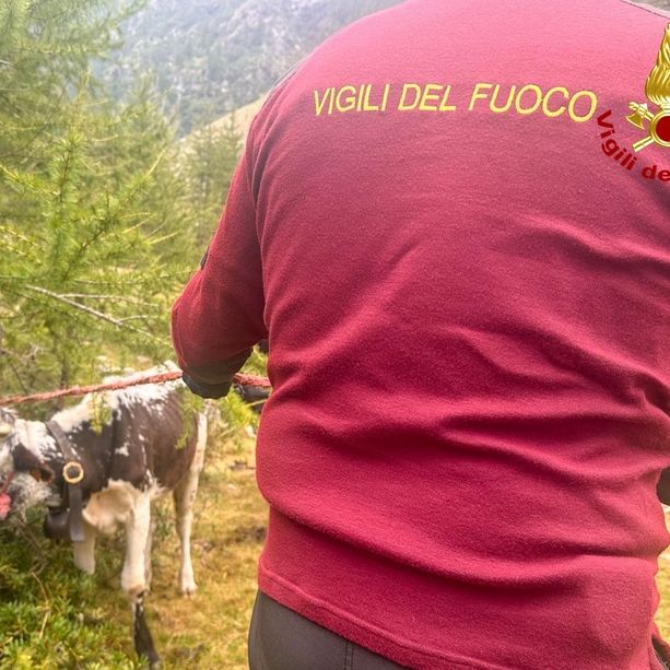 Mamma e figlio restano bloccati a 2000 metri, ma non sono persone: sono mucche. Salvati dai vigili del fuoco