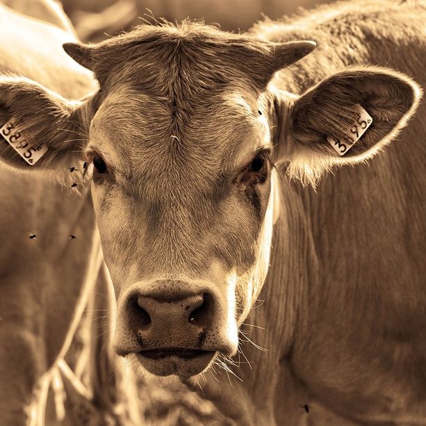 Tragico incidente in una azienda agricola, allevatore ucciso da una mucca