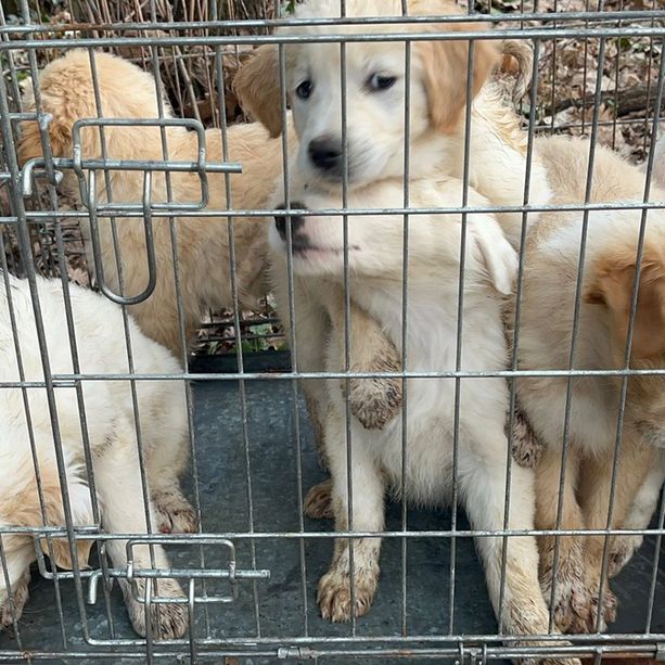 Busto: cucciolata abbandonata vicino MalpensaFiere. VIDEO