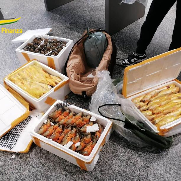 Malpensa, in valigia 150 chili di granchi cinesi vivi: scatta il sequestro. Sono tra le cento specie più invasive al mondo