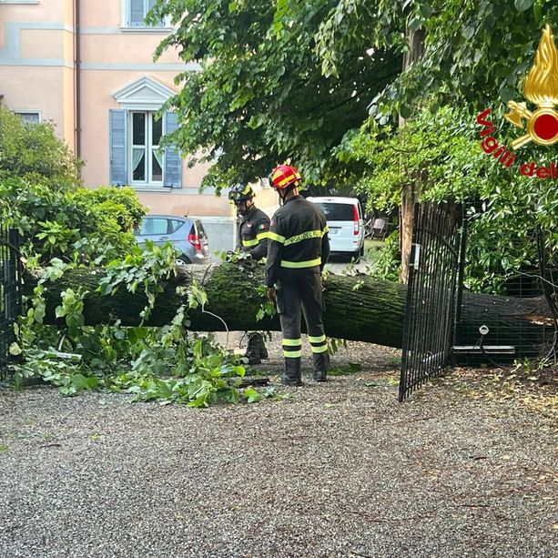 Violento temporale nella notte tra Varese e Malnate: numerosi alberi caduti