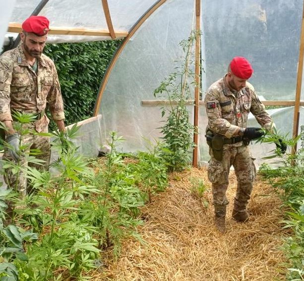 Coltivava in una serra 15 piantine di marijuana, denunciato un 44enne a Cocquio Trevisago