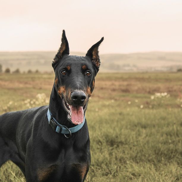 Paura in una casa di Dumenza: dobermann di famiglia aggredisce e azzanna un bimbo di 3 anni, ferita anche la nonna