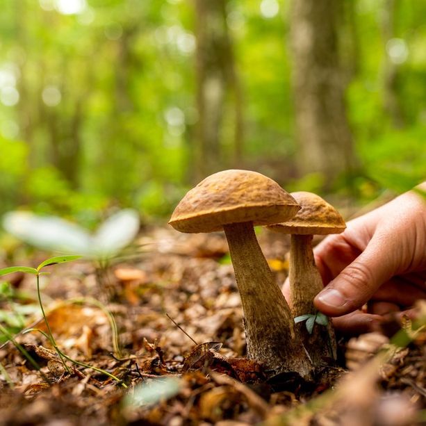 Cade nei boschi del Ticino, serie ferite per un fungiatt 86enne italiano
