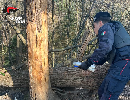 Blitz dei carabinieri contro lo spaccio di droga nei boschi di Tradate, Venegono Superiore e Castelseprio