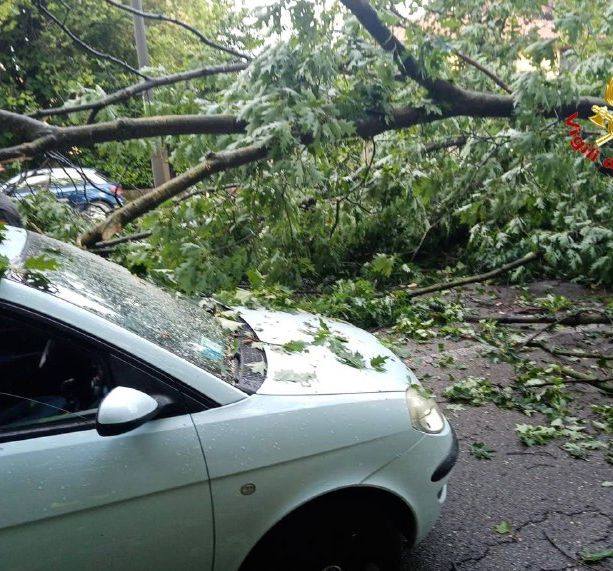 FOTO. Grosso albero cade in viale Europa colpendo un veicolo di passaggio: paura stamattina a Varese e traffico in tilt