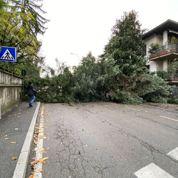 Varese, auto seppellite da un albero sradicato dal vento