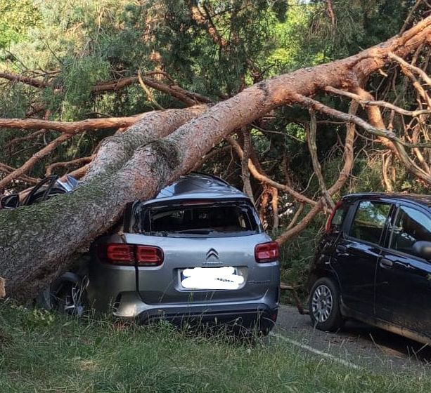 Albero cade su due auto in piazzale Bulferetti a Bizzozero: paura per due persone