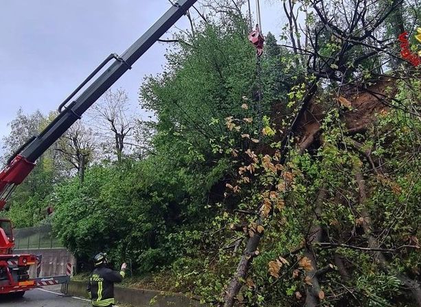FOTO. Rimosso l'albero caduto in strada a Cavaria: vigili del fuoco al lavoro per sei ore con autoscala e autogrù