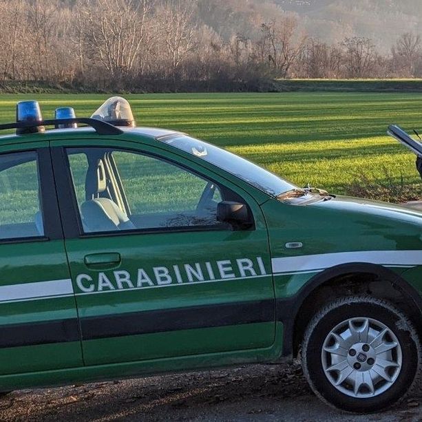 Cantello, tenta di uccidere i gatti con il veleno per topi: scoperto dai carabinieri