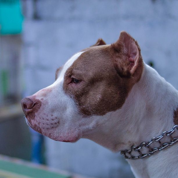 Venegono, tenta di rubare in casa: ladro messo in fuga dal pitbull e dall'inquilino esperto di arti marziali