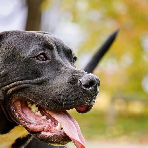 Stordiscono il cane con il sonnifero e si fingono tecnici dell'acquedotto: anziana derubata