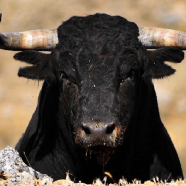 Fagnano Olona, allevatore caricato e ferito da un toro: trasportato in ospedale con l'elisoccorso