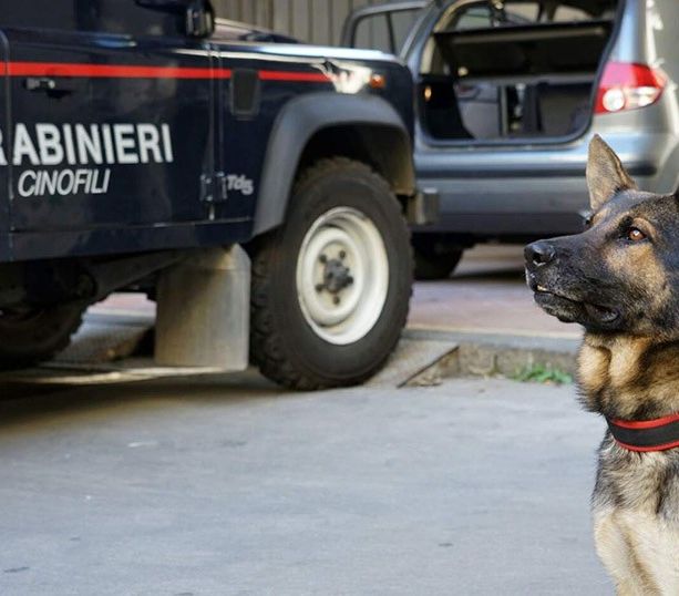 Unità cinofile tra la movida e in piazza Repubblica, droga nelle fioriere e 5 giovani segnalati
