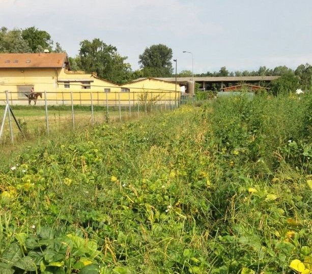 Quando la bontà non ha confini, il fagiolo tipico di Brebbia coltivato ad Angera: «Si può gustare dall'antipasto al dolce»
