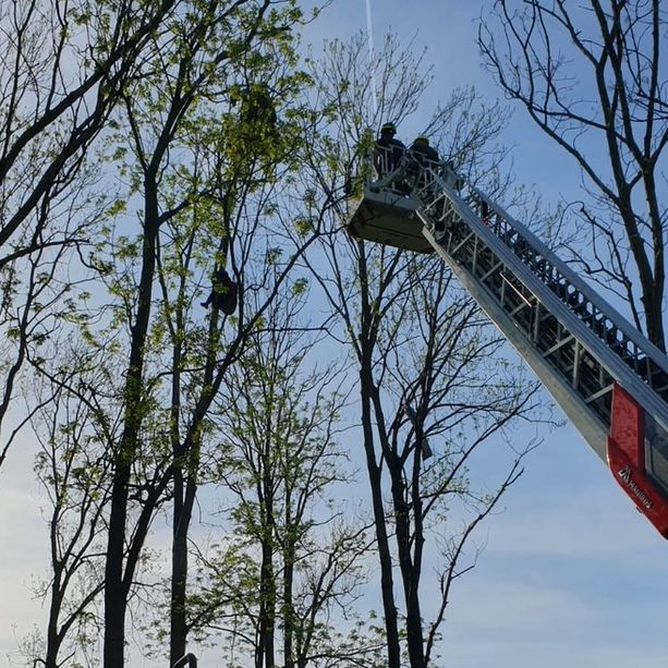 Finisce con il deltaplano su un albero e si incastra sulla pianta a dodici metri di altezza: 52enne salvato dai vigili del fuoco a Laveno Mombello