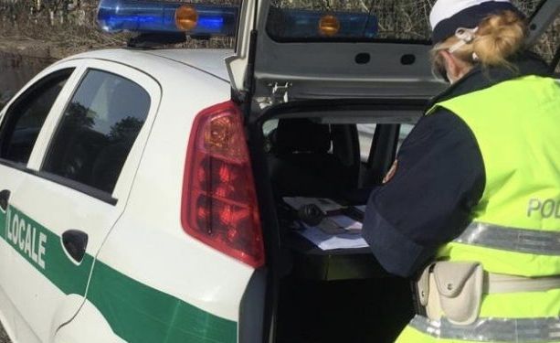 Mimose abusive, la polizia locale di Varese sequestra oltre 700 mazzi di fiori