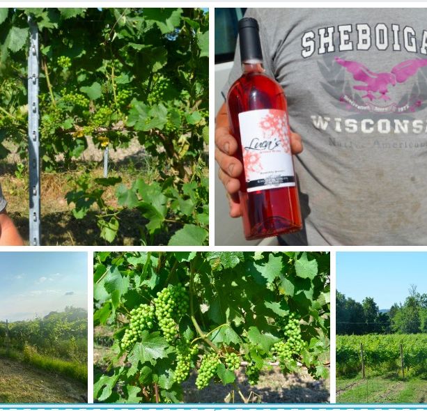FOTO. Dalle vigne di Casciago nasce il primo spumante rosé della provincia di Varese