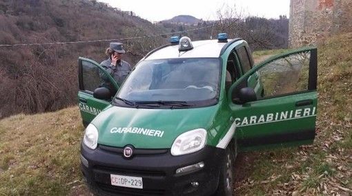 Sequestrati container di legname grazie ad un’operazione internazionale contro il traffico illegale