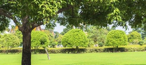 Lanciato il progetto ‘Un albero per la salute’ per avere ospedali più green