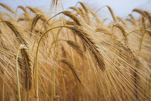 Ritirata dalla Commissione europea la proposta di regolamento sui pesticidi