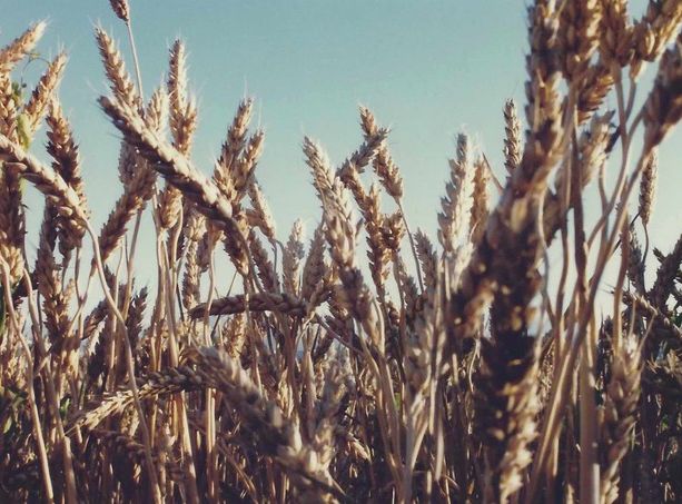 Approvata dal Parlamento europeo la riforma della politica agricola comune