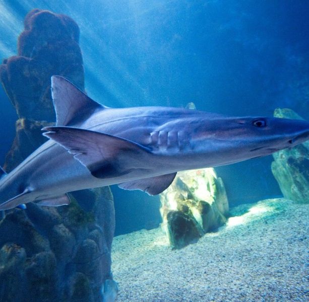 Approvate 65 nuove aree importanti per squali e razze per la regione del Mediterraneo e del Mar Nero