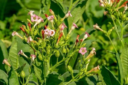 Firmato un accordo triennale per l’acquisto di tabacco italiano d’alta qualità