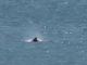 Con ‘Replant – Dona ossigeno al Pianeta’ ripopolati cento metri quadrati nel golfo di Trieste