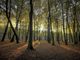 Settantamila alberi verranno piantati entro la fine del prossimo anno grazie al programma ‘Parco Italia’