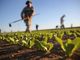 L’agricoltura biologica è diventata uno dei punti di forza della Puglia