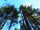 Quasi due milioni di alberi pronti ad essere piantati in undici città italiane