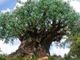 Sono quasi 4.300 gli alberi monumentali italiani con i 320 nuovi ingressi di quest’anno